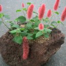 여우꼬리 이미지