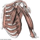 상완이두근(biceps brachii)과 상완근(brachialis) 이미지