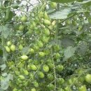 상월 농장 이미지