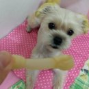 보리 커뮤니케이션