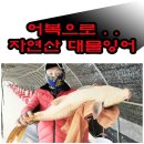 20240921 파주 삼방낚시터 황금비단향어/월척붕어/대물향어/향어 입질, 챔질, 랜딩 "인증샷" 올립니다. 이미지