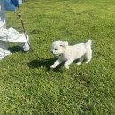 애견호텔 개인 이미지