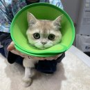 금천동물병원 네이버블로그