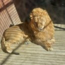 옥계쌍둥이동물농장 이미지