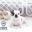 프렌치독