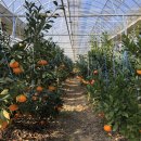 김형남농장 이미지