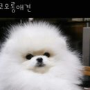 코오롱애견 이미지