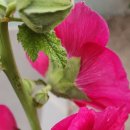 폭염속 하루하루 칠월을 보내며.. 이미지