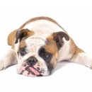 닥터펫동물의료센터 이미지