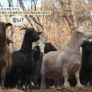 부자 흑염소농장 이미지