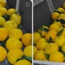 현옥농장 이미지