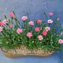 하진목장 이미지