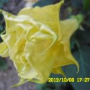 선산대로-20 이미지