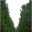 2025 섬 홍매화축제 이미지