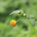 도깨비풀 이미지