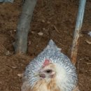 통일농장 이미지