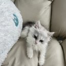 수원고양이분양 도레미캣 이미지