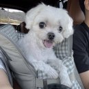 CAR UP | 반려견 이동 필수템 바니푸리 콘솔박스 카시트 직접 써본 솔직후기