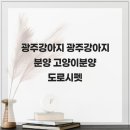 광주강아지분양 고양이분양 도로시펫 | 광주강아지 광주강아지분양 고양이분양 도로시펫