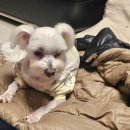 오니비니 이미지