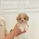 퍼피룸 - 동래구 온천천로431번길 24-23 | 퍼피룸
