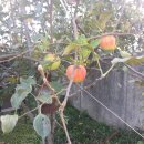 금자네시댁