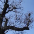 청도소머리국밥 이미지