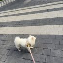 개님 | 🐶 일산 마이펫페어 개님의상점 배변봉투 내돈내산 후기 🐶