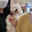 몽실몽실펫살롱 이미지