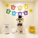 개라데이션 이미지