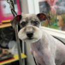 그루밍:담 이미지