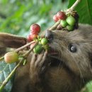 Kopi Luwak 이미지