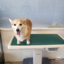 다올동물의료센터 망포점 이미지