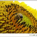 해바라기 하나 이미지