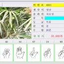 중도매인11호 티스토리