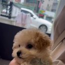 삼덕애견 이미지
