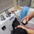 도그마 펫살롱 이미지