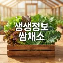 농부의 꿈 | 생생정보 쌈채소 이범석 농부의꿈, 택배 주문 방법과 솔직 정보