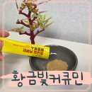 한국영농 | 커큐민 발효효소 진도강황영농조합법인 솔직후기