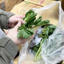 허은정 카카오 검색결과