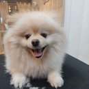프로펫샵 이미지