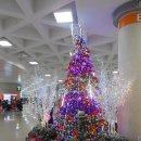 Alpus & Christmas Tree/제주 공항에서 2014.12.2 이미지
