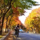 201114 대토MTB (내장산 둘레길) 이미지