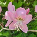 [소백산 철쭉 산행] 어의곡~비로봉~국망봉~어의곡 원점회귀 코스 (5월 24일 개화 상황)