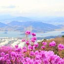 여수 영취산 진달래 (3월28일) 이미지