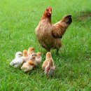 영광목장(3) 이미지