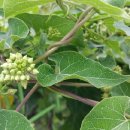 천연농장 이미지