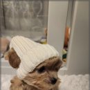 몽냥몽냥 이미지