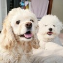 라온펫미용실 이미지