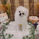 멍멍아 준비땅 이미지